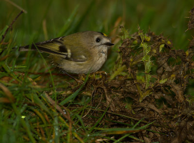 Kungsfgel  [Goldcrest] IMG_7849.jpg
