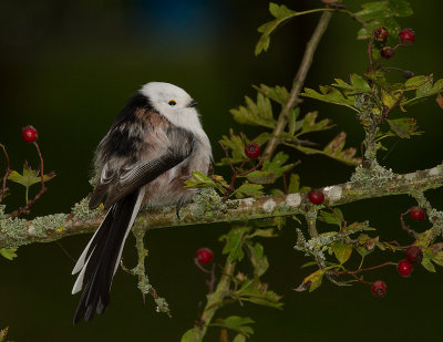 Stjrtmes [Long-tailed Tit] IMG_7701.jpg