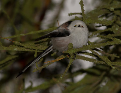 Stjrtmes [Long-tailed Tit] IMG_7710.jpg