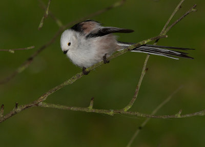 Stjrtmes [Long-tailed Tit] IMG_7722.jpg
