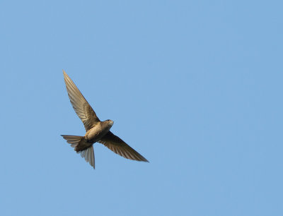 Tornseglare [Common Swift] IMG_7732.jpg