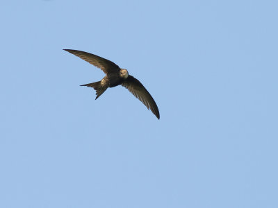 Tornseglare [Common Swift] IMG_7885.jpg