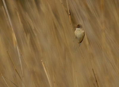 Trastsngare [Great Reed Warbler] IMG_7745.jpg