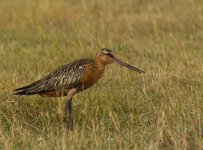 Myrspov [Bar-tailed Godwit] IMG_7900.jpg