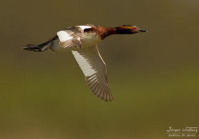 Svarthakedopping [Horned grebe] IMG_8024.jpg