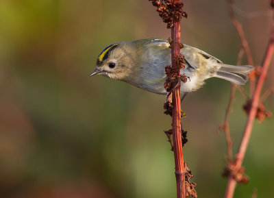 Kungsfgel  [Goldcrest] IMG_8093.jpg