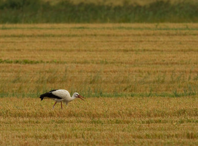 Vit stork [White Stork] IMG_8282.jpg