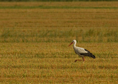 Vit stork [White Stork] IMG_8301.jpg