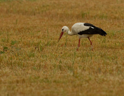 Vit stork [White Stork] IMG_8317.jpg