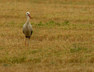 Vit stork [White Stork] IMG_8330.jpg