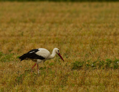 Vit stork [White Stork] IMG_8332.jpg
