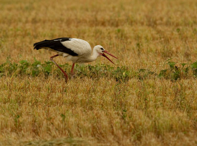 Vit stork [White Stork] IMG_8335.jpg