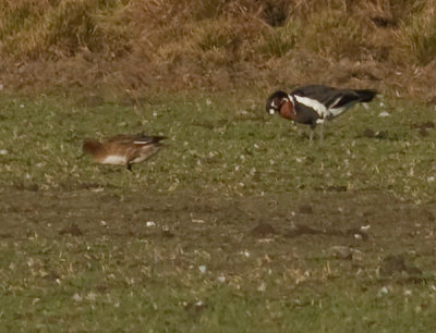 Rdhalsad gs [Red-breasted Goose] IMG_9601-rodhuvgas.jpg