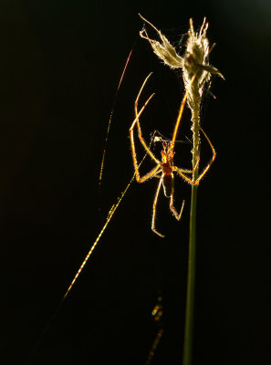 IMG_3226-spider.jpg