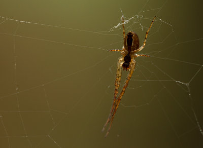 IMG_7718-spider.jpg