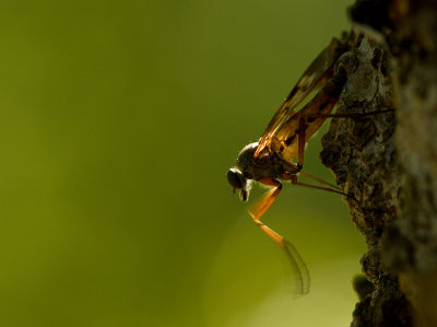 IMG_1897-fluga.jpg