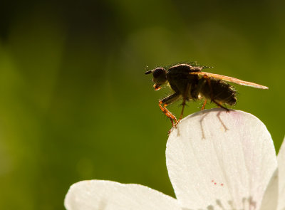 IMG_7660-fluga.jpg
