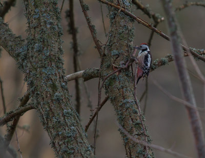 Mellanspett [Middle Spotted Woodpecker (IMG_9040)