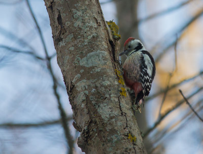 Mellanspett [Middle Spotted Woodpecker (IMG_9085)