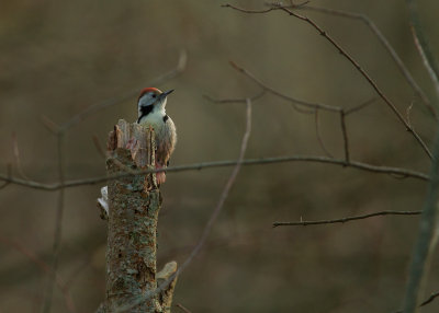 Mellanspett [Middle Spotted Woodpecker (IMG_9137)