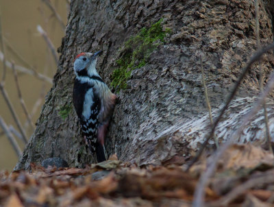 Mellanspett [Middle Spotted Woodpecker IMG_9151dg2hp.jpg