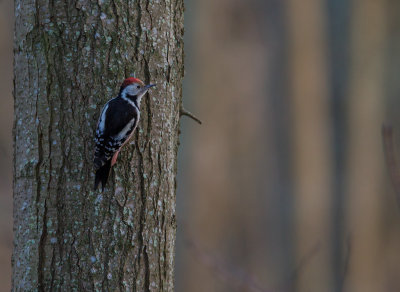 Mellanspett [Middle Spotted Woodpecker (IMG_9154)