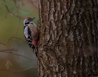 Mellanspett [Middle Spotted Woodpecker (IMG_9199)