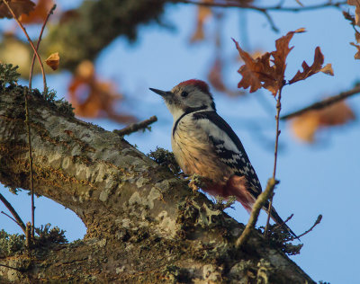 Mellanspett [Middle Spotted Woodpecker (IMG_9223)