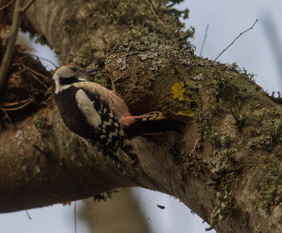 Mellanspett [Middle Spotted Woodpecker (IMG_9245)