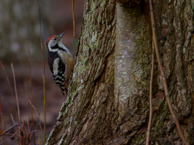 Mellanspett [Middle Spotted Woodpecker (IMG_9332)