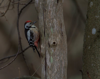 Mellanspett [Middle Spotted Woodpecker (IMG_9370)