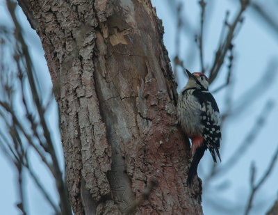 Vitryggig hackspett White-backed Woodpecker (IMG_9654)