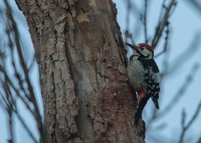Vitryggig hackspett White-backed Woodpecker (IMG_9692)