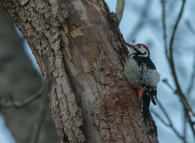 Vitryggig hackspett White-backed Woodpecker (IMG_9738)
