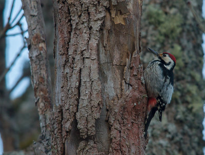 Vitryggig hackspett White-backed Woodpecker (IMG_9782)