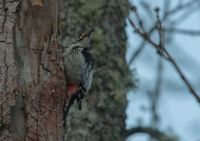 Vitryggig hackspett White-backed Woodpecker (IMG_9794)