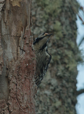 Vitryggig hackspett White-backed Woodpecker (IMG_9855)