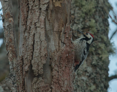 Vitryggig hackspett White-backed Woodpecker (IMG_9856)