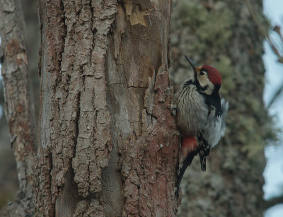 Vitryggig hackspett White-backed Woodpecker (IMG_9873)