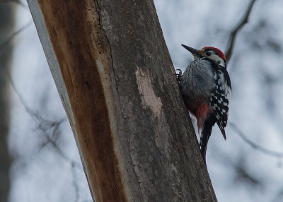 Vitryggig hackspett White-backed Woodpecker (IMG_9912)