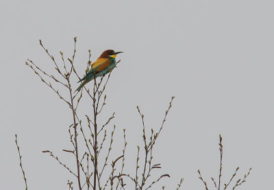 Bitare [European Bee-eater] (IMG_1085)