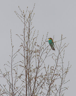 Bitare [European Bee-eater] (IMG_1124)