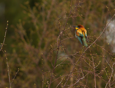 Bitare [European Bee-eater] (IMG_1167)