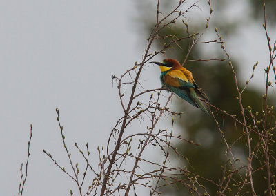 Bitare [European Bee-eater] (IMG_1195)