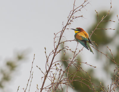 Bitare [European Bee-eater] (IMG_1242)