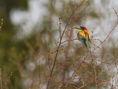 Bitare [European Bee-eater] (IMG_1269)