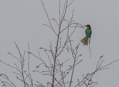 Bitare [European Bee-eater] (IMG_1296)