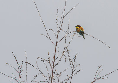 Bitare [European Bee-eater] (IMG_1311)