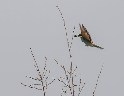 Bitare [European Bee-eater] (IMG_1347)