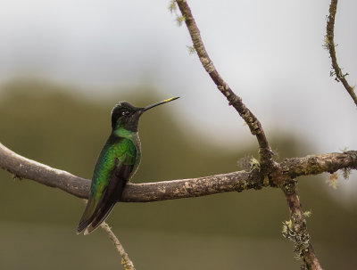 Hummingbirds in CR